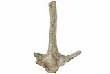 Hadrosaur (Edmontosaurus) Spinous Process - Wyoming #229735-2